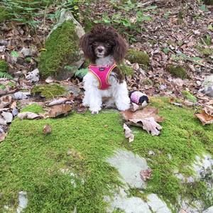 Meet your Posher, Diane